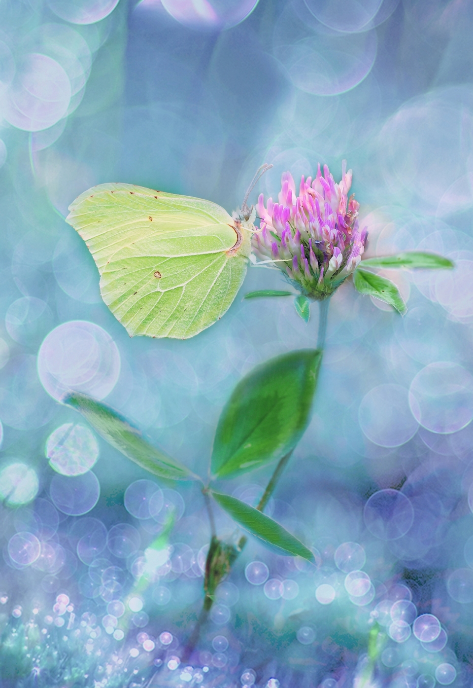 梦幻背景紫色花朵植物白色菜粉蝶