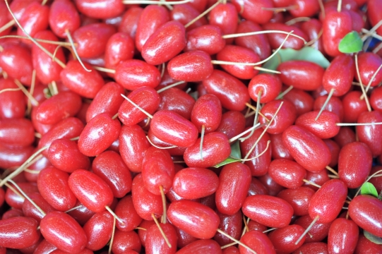 红色成堆枸杞果实食物