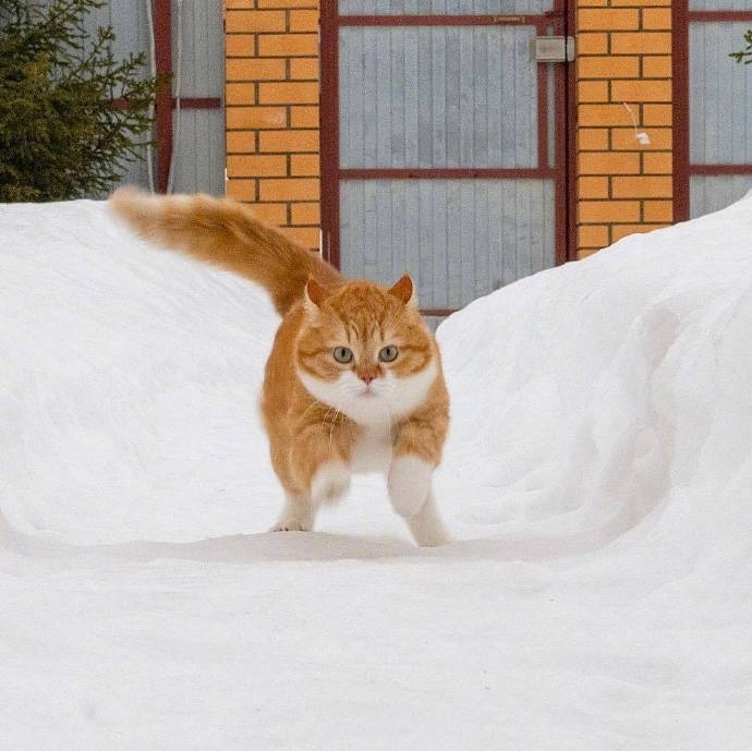 大胖橘猫可爱写真图片