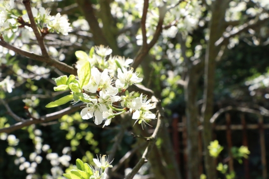 阳光户外自然树木树枝白色花朵