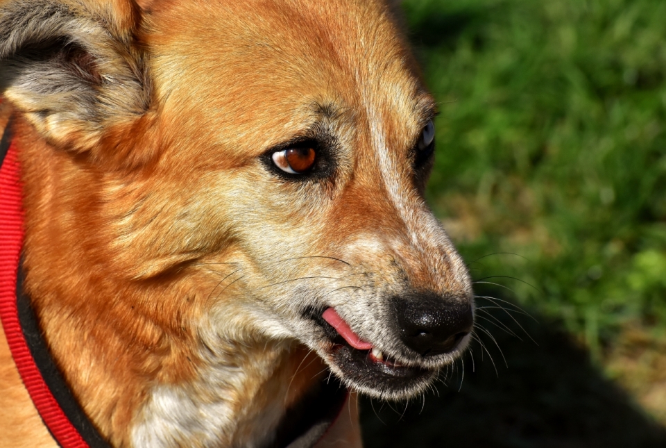 阳光自然户外可爱棕色眼睛黄色宠物狗