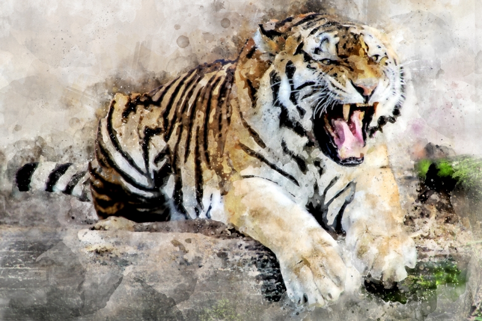 一只凶猛的老虎水粉画作摄影