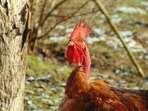阳光户外红色鸡冠公鸡家禽动物
