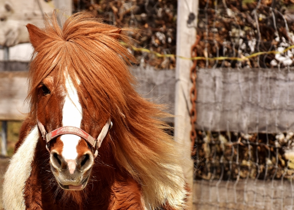 马场栅栏外发型风骚棕色的马