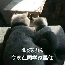 和女朋友开车猫咪表情包