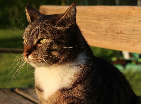 傍晚阳光公园木制长椅上可爱宠物猫