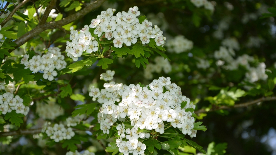 山楂花高清桌面壁纸