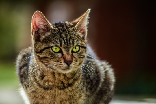 虚化背景室内绿色眼睛可爱狸花猫
