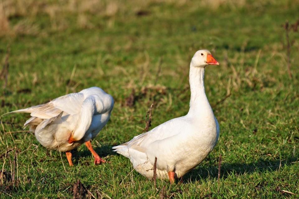 碧绿草地上行走的白色鸭子