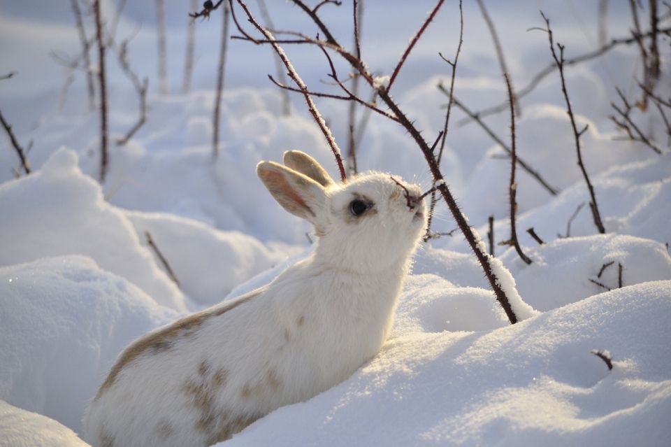 冬天白色雪地上闻树枝的白色兔子