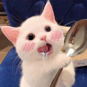 萌萌的猫咪表情包图片