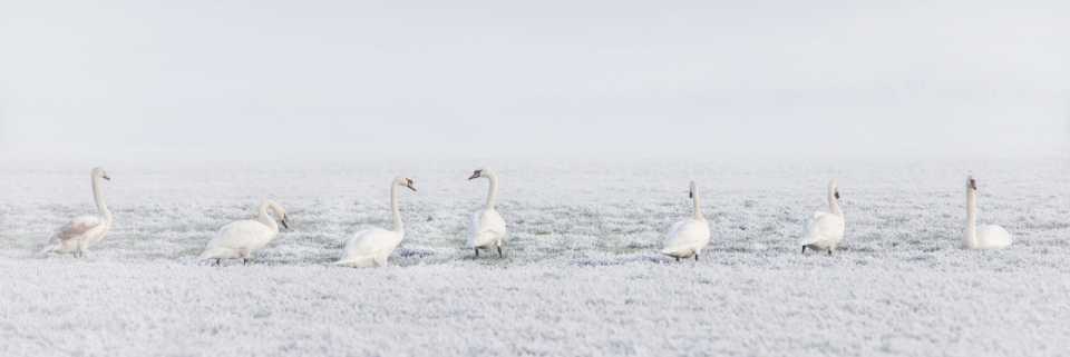 寒冷的冬天雾气缭绕白色草地上成群的天鹅动物摄影