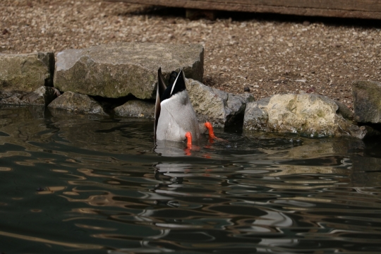 平静起伏波浪溪流石碓外景风光