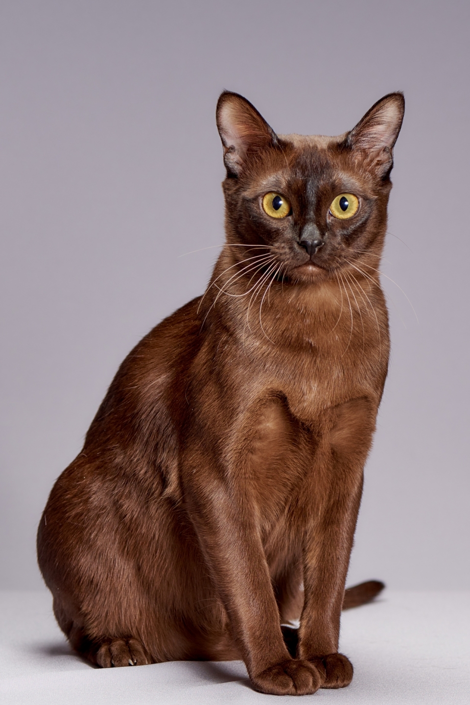 紫色背景棕色可爱宠物猫肖像写真