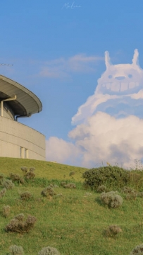 暖阳下的波斯菊花田手机壁纸