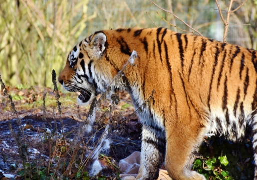 阳光户外绿色草坪野生老虎动物