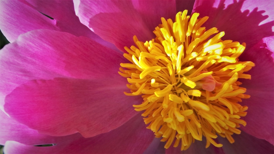 阳光户外黄色花蕊粉色花朵自然植物