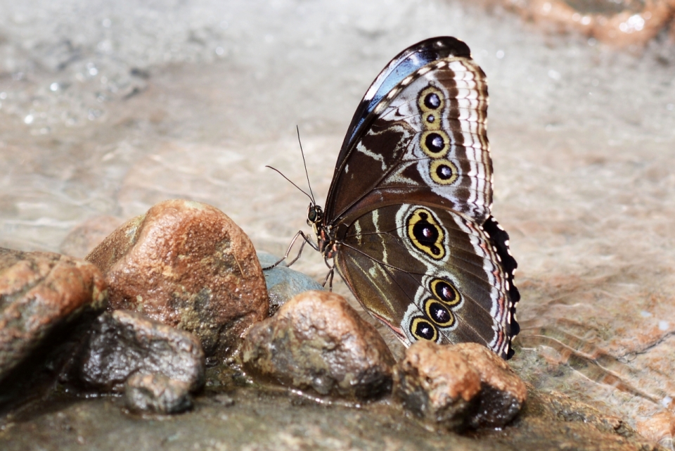 河岸边石子上栖息着的美丽蝴蝶
