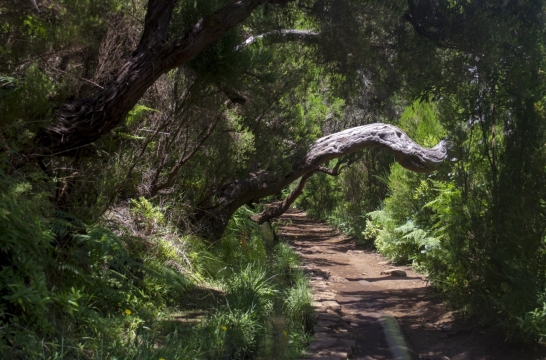 热带雨林河流小溪风光美景