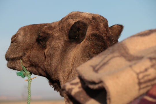 驮着货物行走在沙漠中骆驼