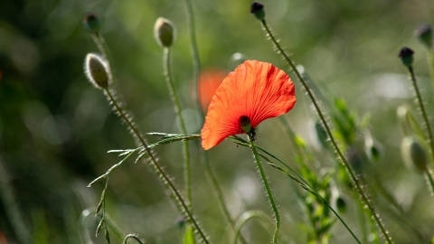 罂粟高清桌面壁纸