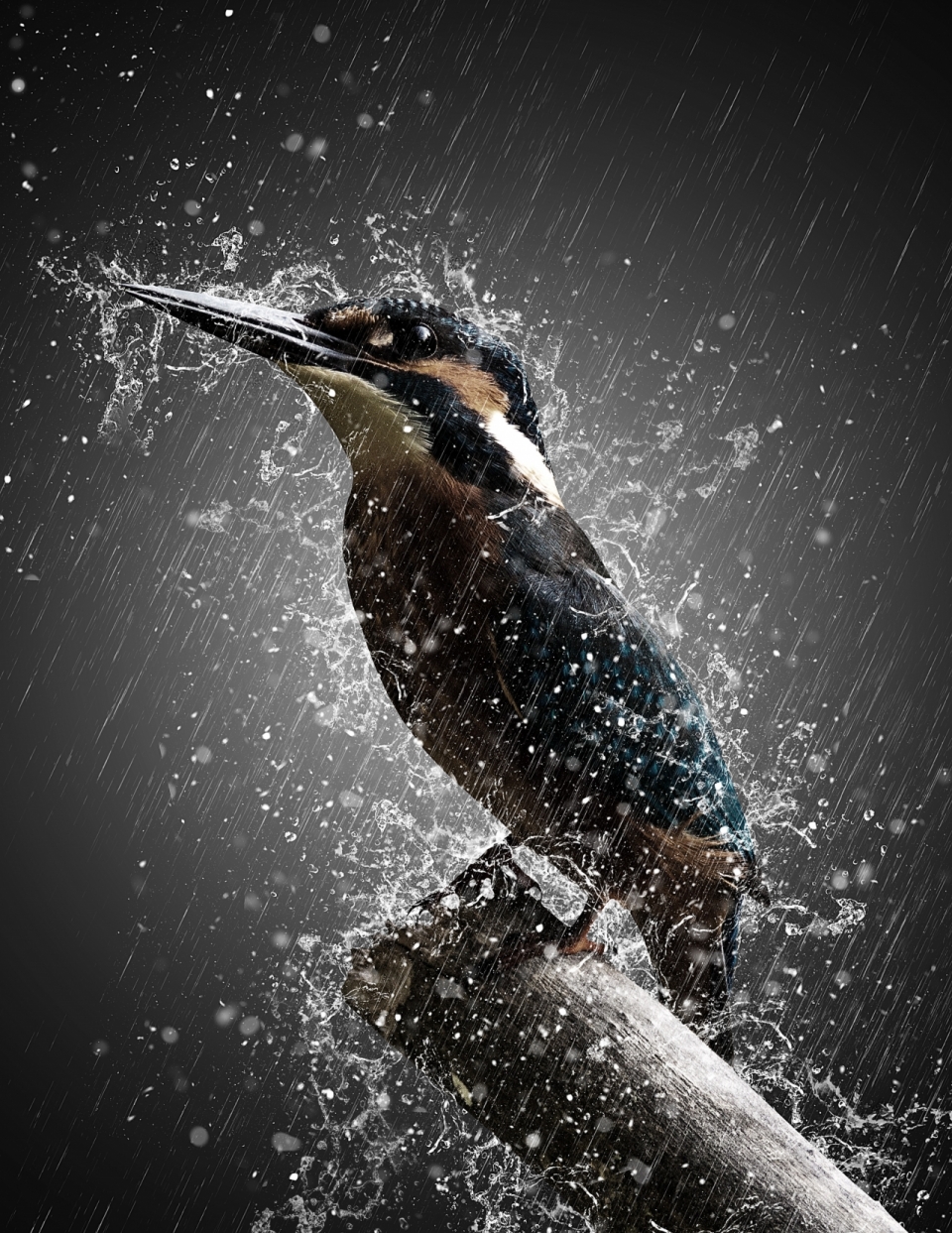 动物小鸟近距离雨水下雨天枝头