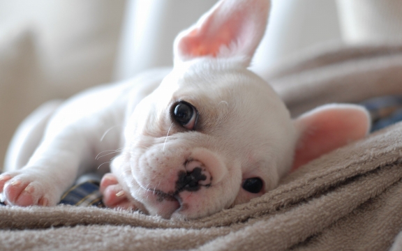 可爱小狗极致呆萌高清图片电脑桌面壁纸