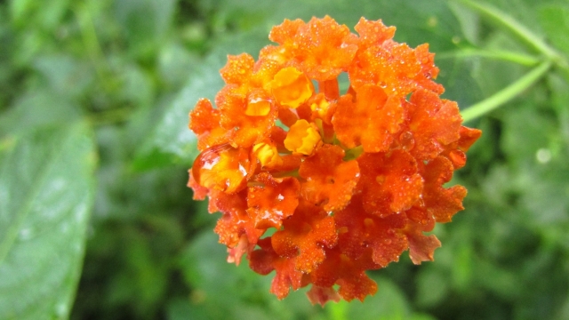 绿色草丛中圆形橙色花朵露水景色