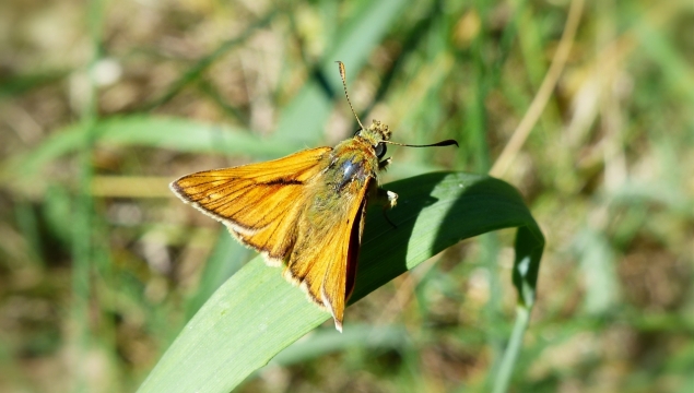 微距摄影_绿叶折翅休息的蝴蝶特写