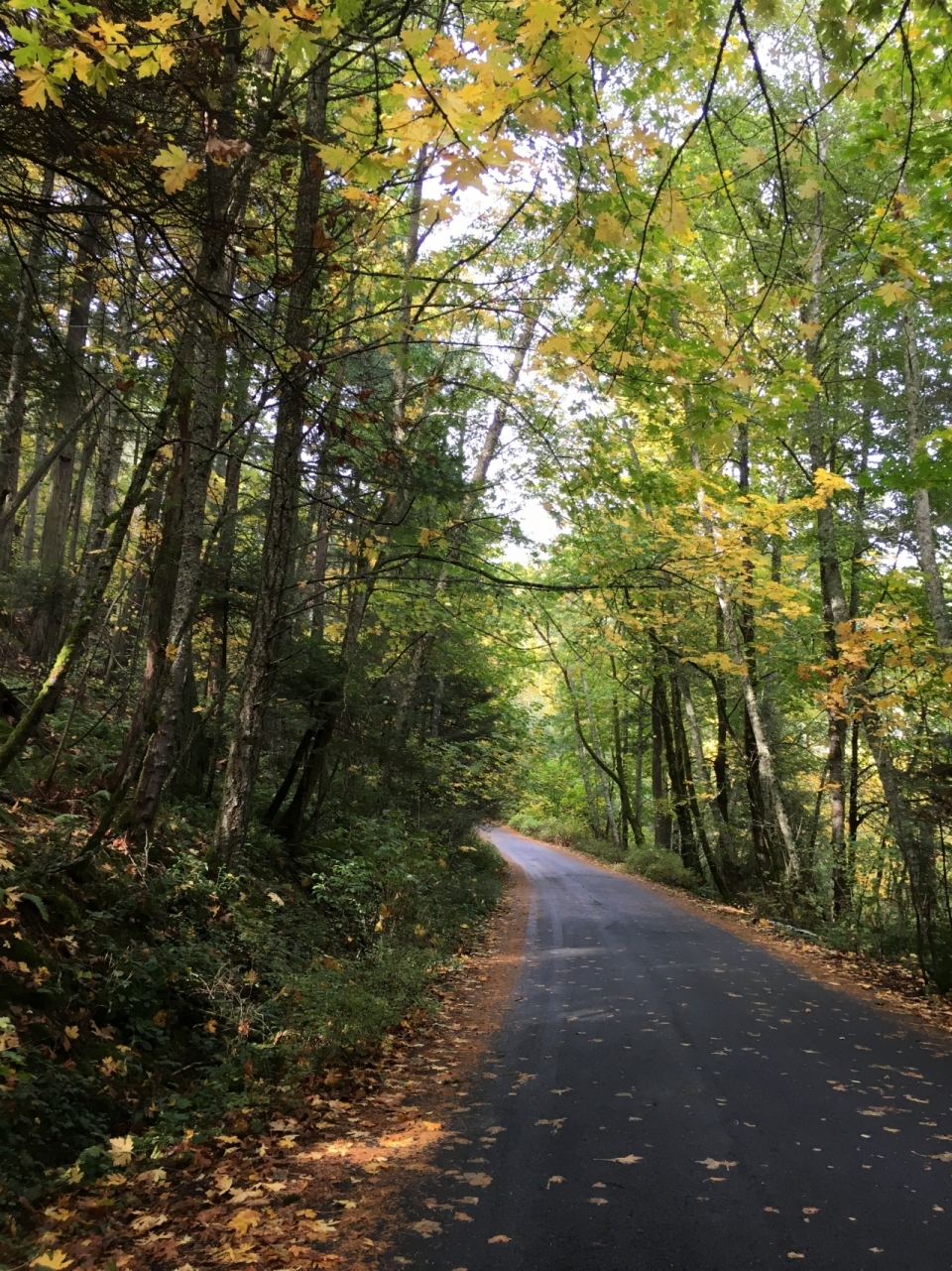 秋天枯黄落叶满地的林间道路