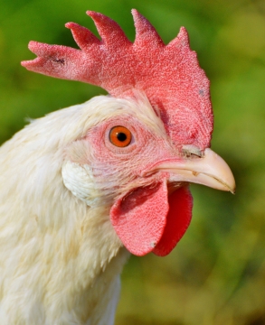 白色公鸡家禽的头部侧面特写