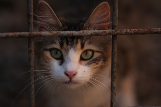 自然户外铁网前可爱宠物猫