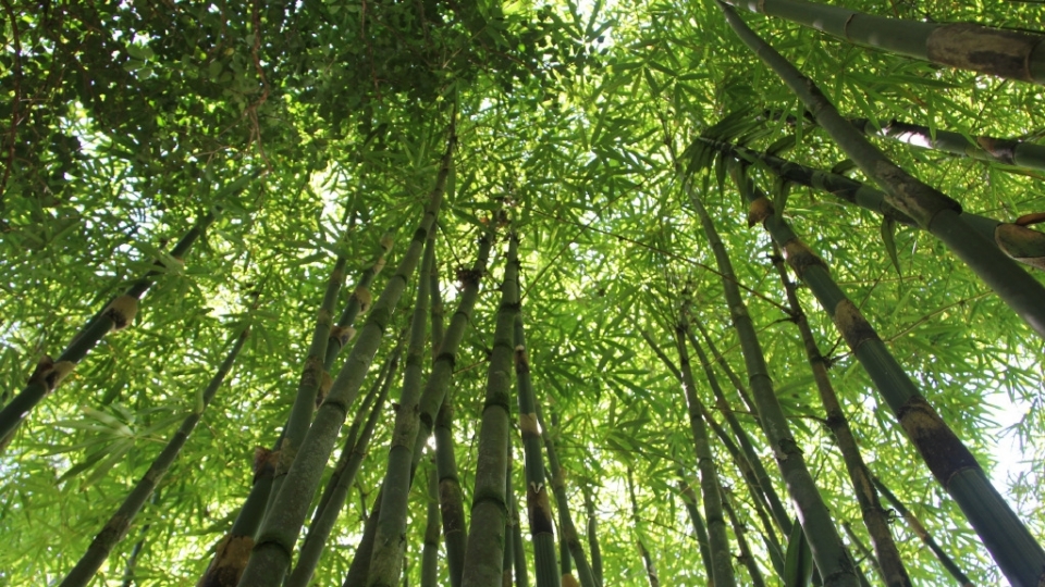 四季常青的竹子竹林风景无水印电脑桌面高清壁纸图片