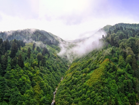 深山老林上空漂浮白色云雾自然风景