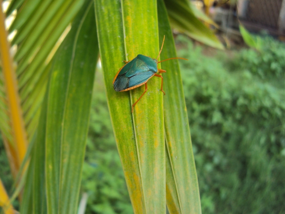 微距摄影_夏天户外自然植物绿色叶子上蓝色昆虫