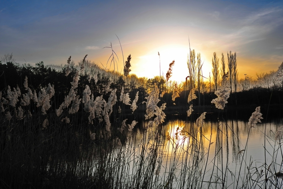 夕阳下平静湖泊旁茂密的芦苇丛