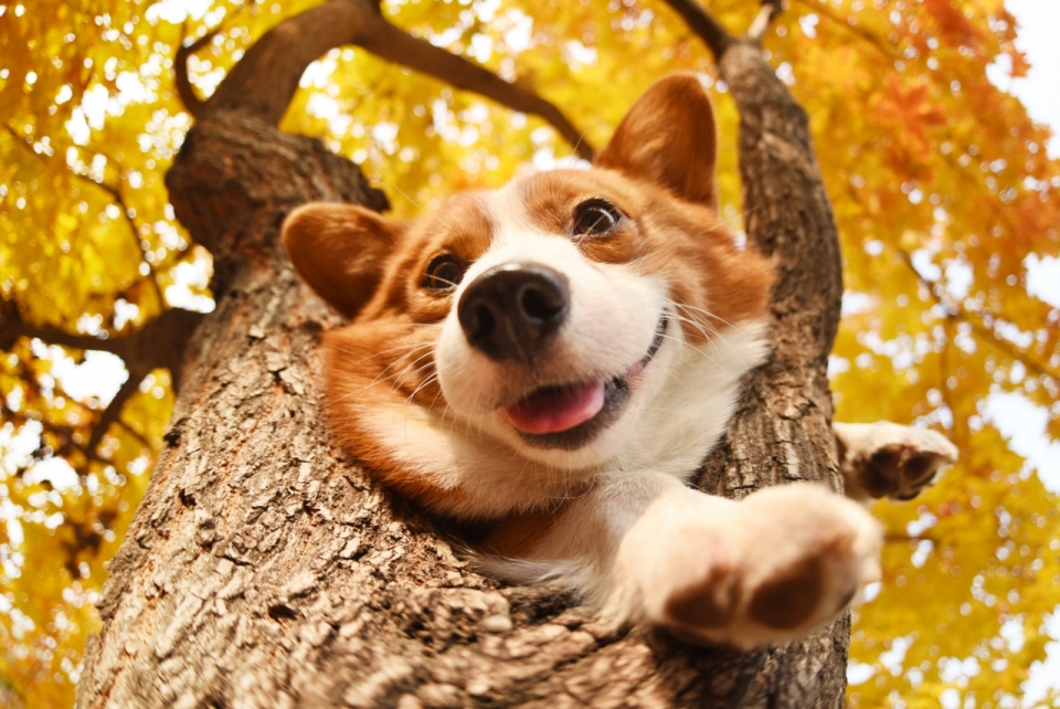 秋天黄色树叶自然树木上可爱柯基犬