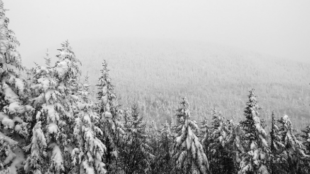 冬季白雪覆盖的森林无水印电脑桌面高清壁纸图片