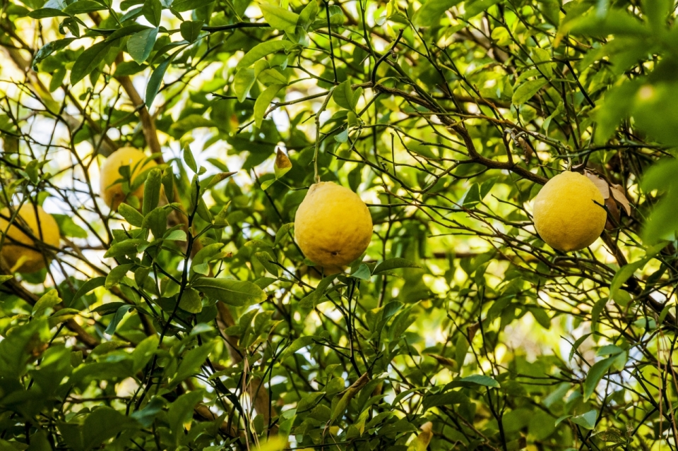 绿色果实上黄色柠檬水果美食摄影