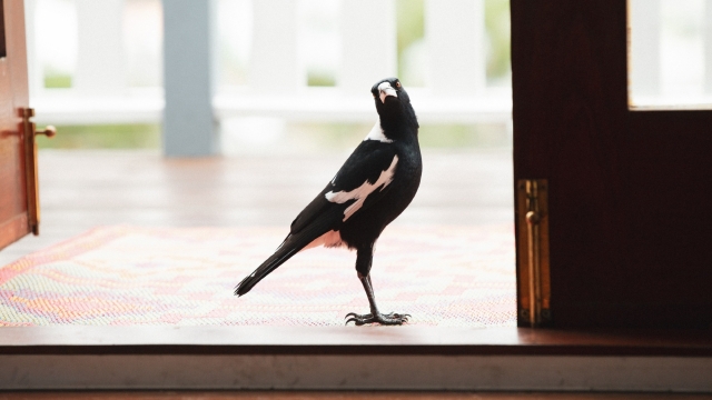 黑背钟鹊澳洲鹊澳洲喜鹊高清桌面壁纸