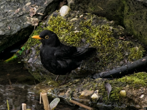自然户外岩石前黑色野生鸟类动物