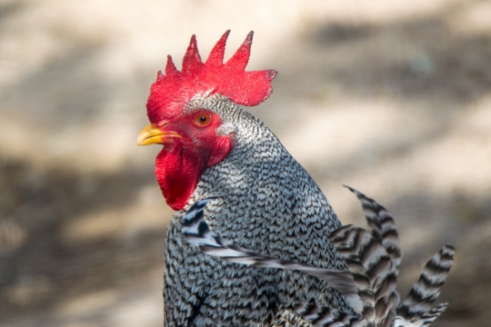 虚化背景阳光地面上红色鸡冠公鸡
