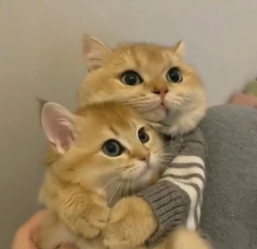 可爱猫咪情侣头像图片