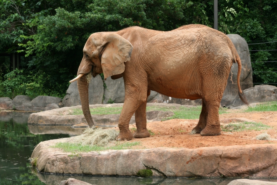 公园中站在水池旁正准备喝水的大象