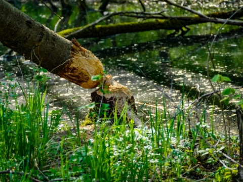 阳光照射雨林砍伐高大树木痕迹