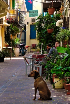 小巷深处街边咖啡馆行人宠物街拍