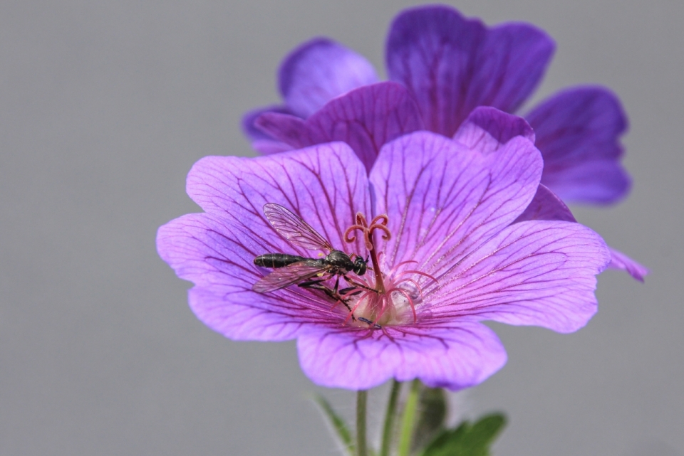 微距摄影_灰色背景紫色花朵植物上黑色昆虫
