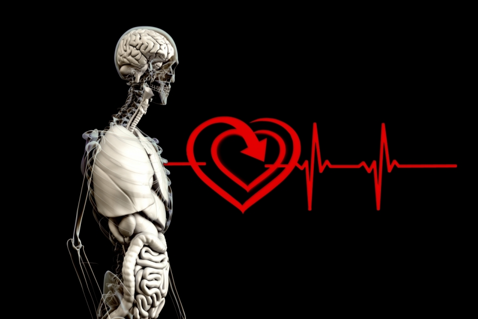 透视的人体内脏结构图与心脏跳动的标志