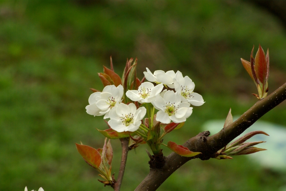 户外虚化背景小清新白色花朵自然树木