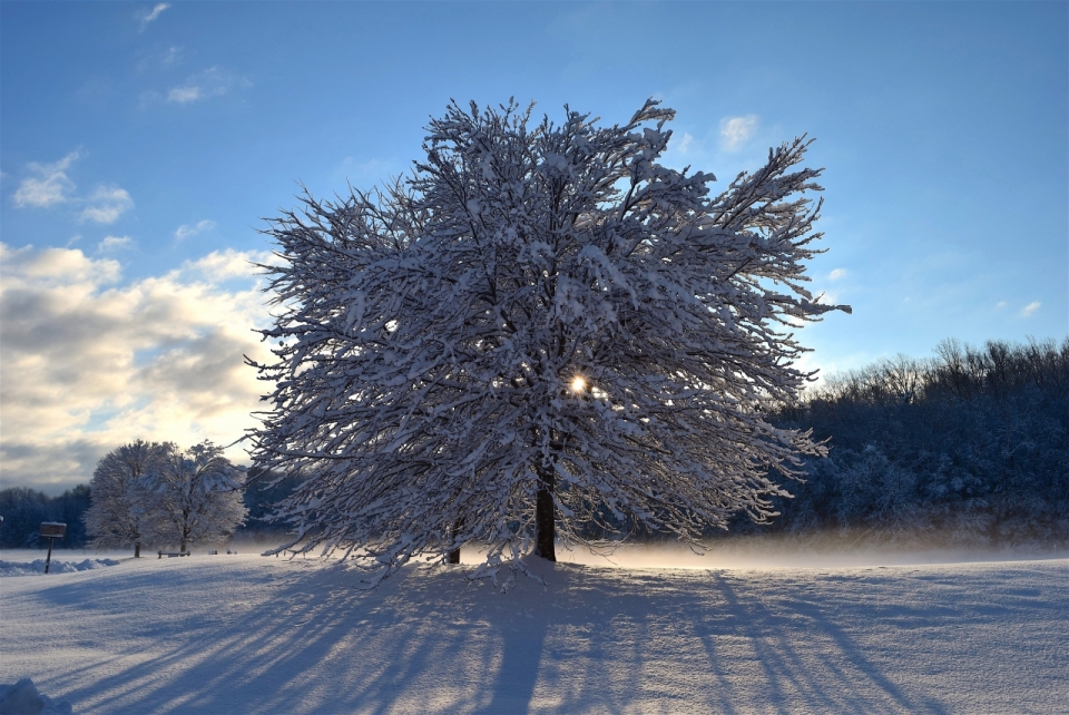 冬天雪后早晨阳光下巨大自然树木投影